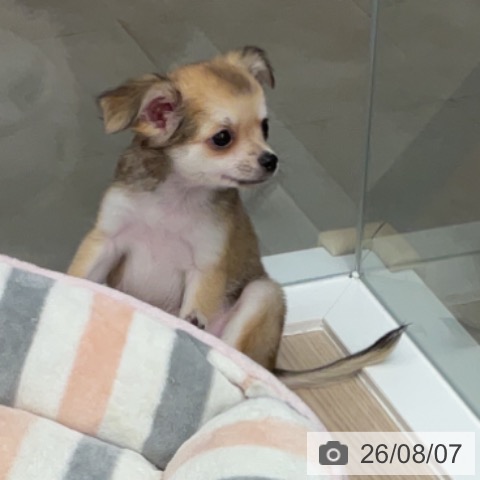 福井県のチワワ(ロング) (ペットプラス 福井店/2026年6月2日生まれ/男の子/フォーンホワイト)の子犬の3枚目の画像