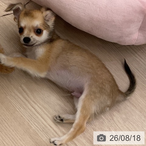 福井県のチワワ(ロング) (ペットプラス 福井店/2026年6月2日生まれ/男の子/フォーンホワイト)の子犬の3枚目の画像