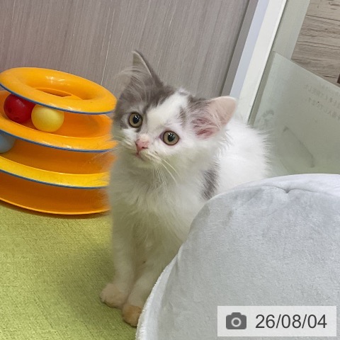 ラガマフィンの写真
