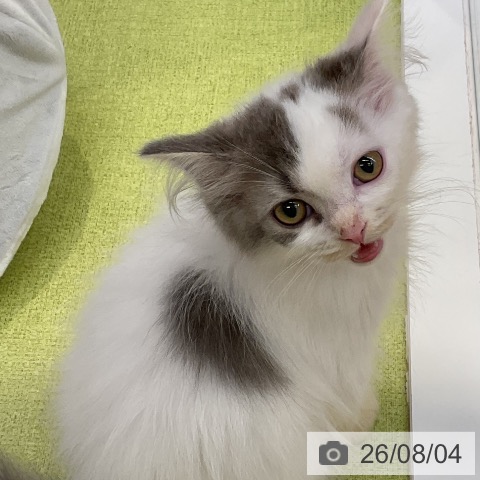 ラガマフィンの写真