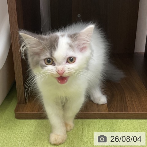 ラガマフィンの写真