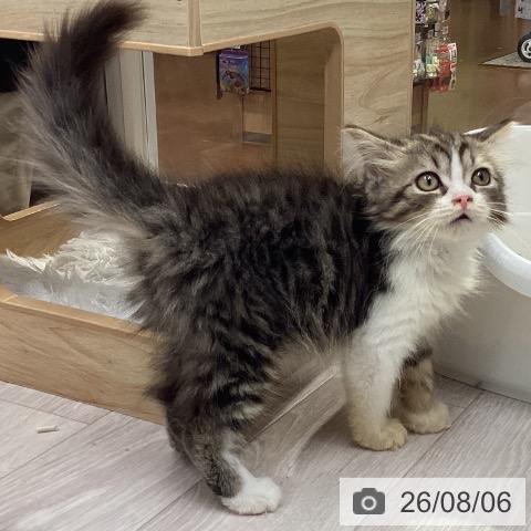 ラガマフィンの写真