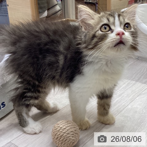 ラガマフィンの写真