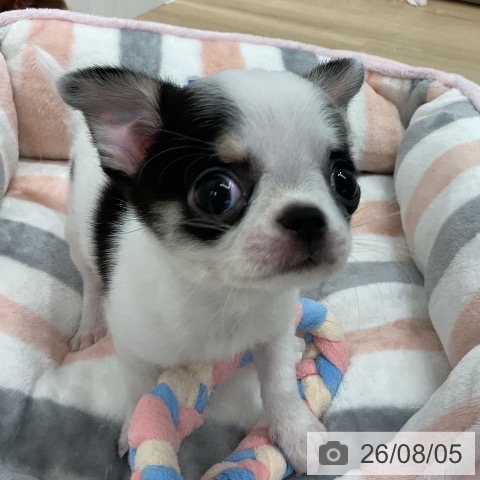 チワワの写真