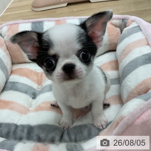 チワワの写真