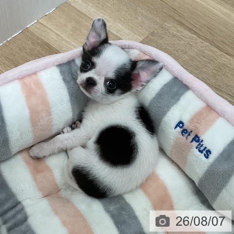 愛知県のチワワ(ロング) (ペットプラス 熱田店/2026年5月28日生まれ/男の子/ホワイトブラックタン)の子犬の4枚目の画像