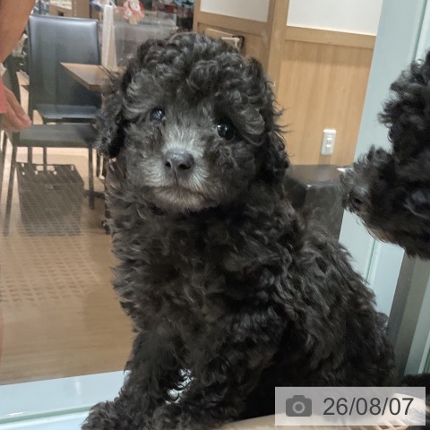 愛知県のトイプードル(トイ) (ペットプラス イオンモール豊川店/2026年6月3日生まれ/男の子/シルバー)の子犬の3枚目の画像