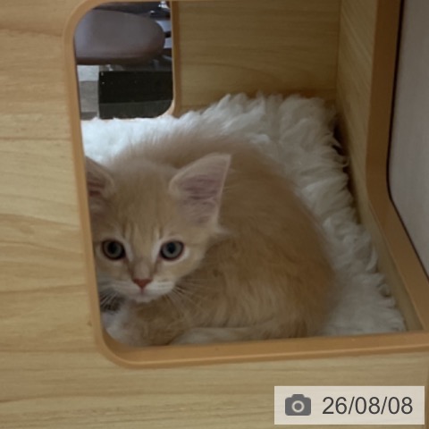 愛知県のマンチカン (ペットプラス みなと店/2026年5月23日生まれ/男の子/クリームタビーホワイト)の子猫の4枚目の画像