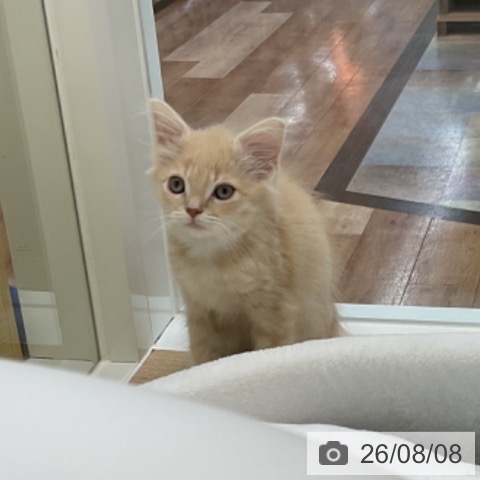 愛知県のマンチカン (ペットプラス みなと店/2026年5月23日生まれ/男の子/クリームタビーホワイト)の子猫の3枚目の画像