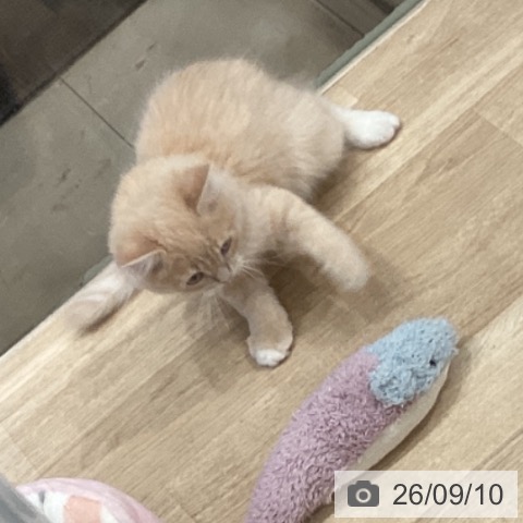 愛知県のマンチカン (ペットプラス 東浦店/2026年5月23日生まれ/男の子/クリームタビーホワイト)の子猫の4枚目の画像