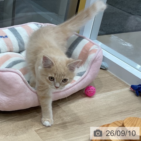 愛知県のマンチカン (ペットプラス 東浦店/2026年5月23日生まれ/男の子/クリームタビーホワイト)の子猫の3枚目の画像