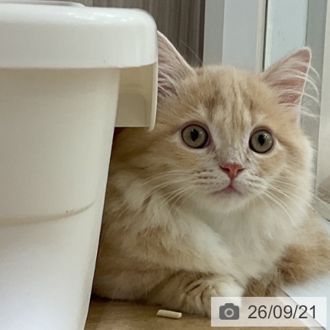 マンチカンの写真