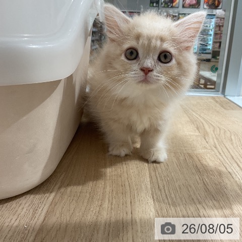 マンチカンの写真