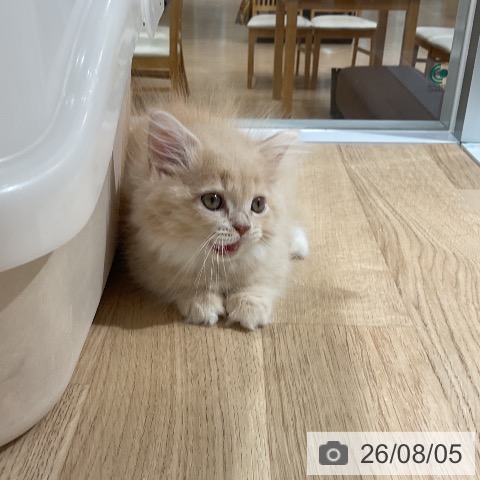 マンチカンの写真