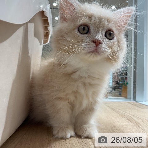 マンチカンの写真