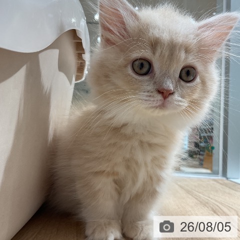 マンチカンの写真