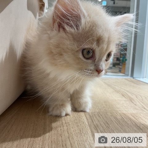 マンチカンの写真