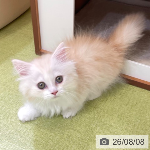 ミヌエットの写真