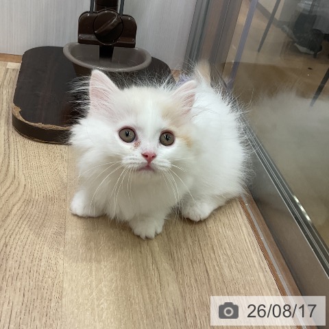 愛知県のミヌエット (ペットプラス 岡崎店/2026年5月26日生まれ/男の子/クリームタビーホワイト)の子猫の4枚目の画像