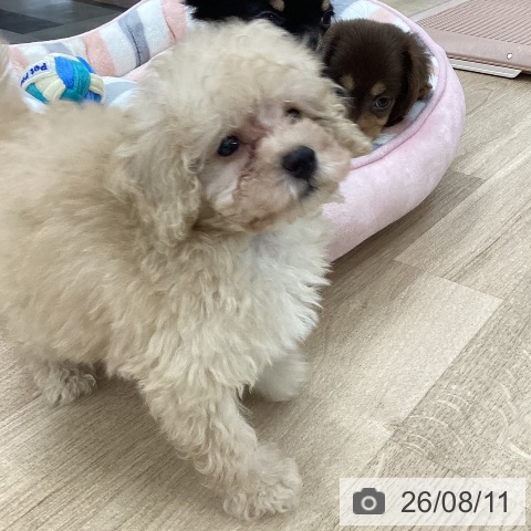 愛知県のトイプードル(トイ) (ペットプラス 豊橋牧野店/2026年6月3日生まれ/男の子/クリーム)の子犬の4枚目の画像