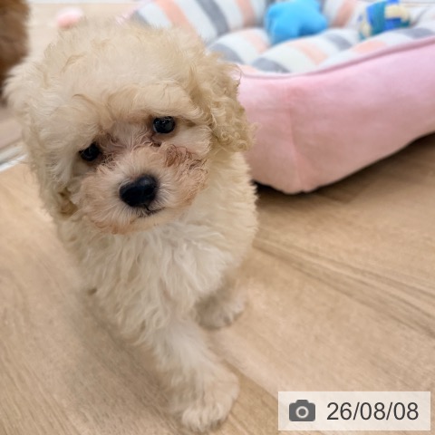 愛知県のトイプードル(トイ) (ペットプラス 豊橋牧野店/2026年6月3日生まれ/男の子/クリーム)の子犬の3枚目の画像