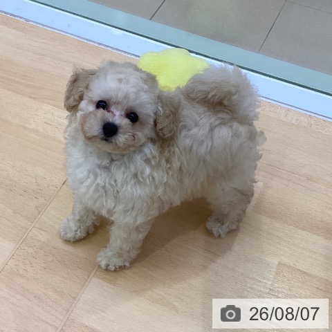 愛知県のトイプードル(トイ) (ペットプラス 三好店/2026年6月3日生まれ/男の子/クリーム)の子犬の4枚目の画像