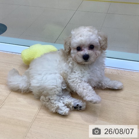 愛知県のトイプードル(トイ) (ペットプラス 三好店/2026年6月3日生まれ/男の子/クリーム)の子犬の3枚目の画像