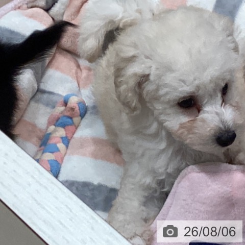 愛知県のトイプードル(トイ) (ペットプラス 東浦店/2026年6月1日生まれ/男の子/ホワイト)の子犬の4枚目の画像