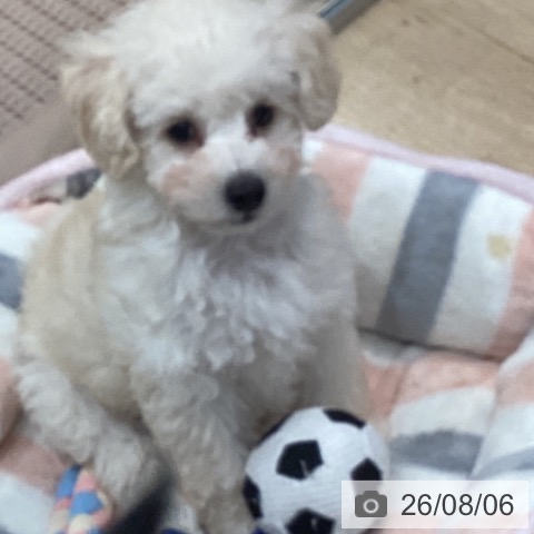愛知県のトイプードル(トイ) (ペットプラス 東浦店/2026年6月1日生まれ/男の子/ホワイト)の子犬の3枚目の画像
