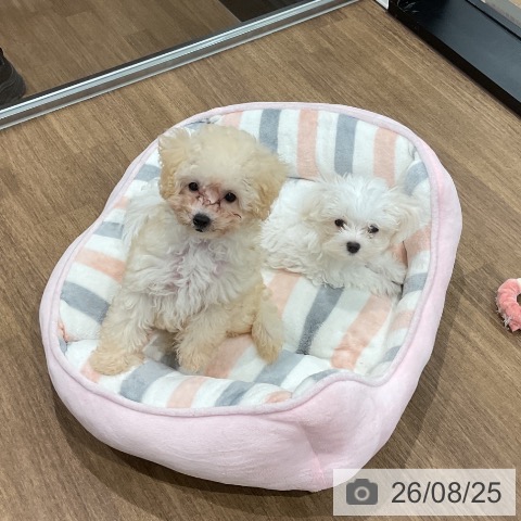 愛知県のトイプードル(トイ) (ペッツワン 東海店/2026年6月1日生まれ/男の子/クリーム)の子犬の3枚目の画像