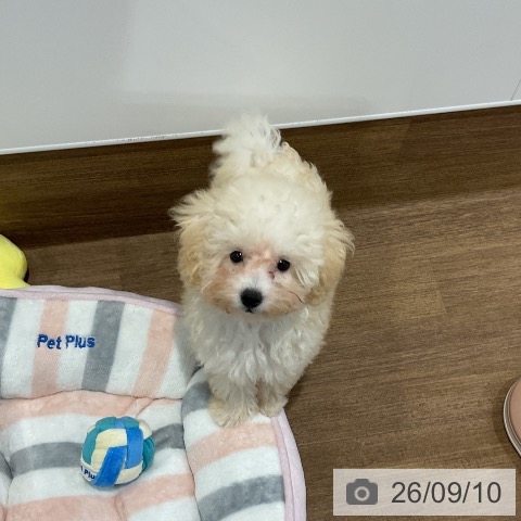 愛知県のトイプードル(トイ) (ペッツワン 東海店/2026年6月1日生まれ/男の子/クリーム)の子犬の4枚目の画像