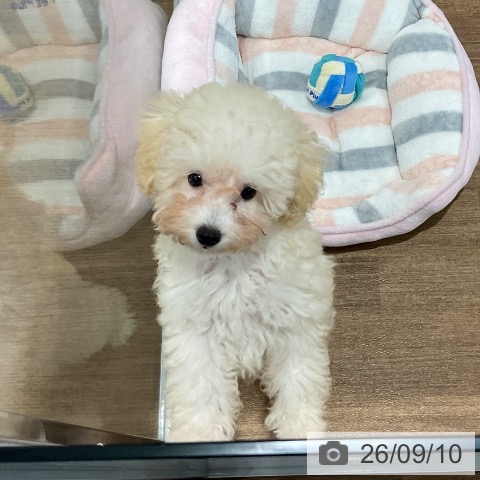 愛知県のトイプードル(トイ) (ペッツワン 東海店/2026年6月1日生まれ/男の子/クリーム)の子犬の3枚目の画像
