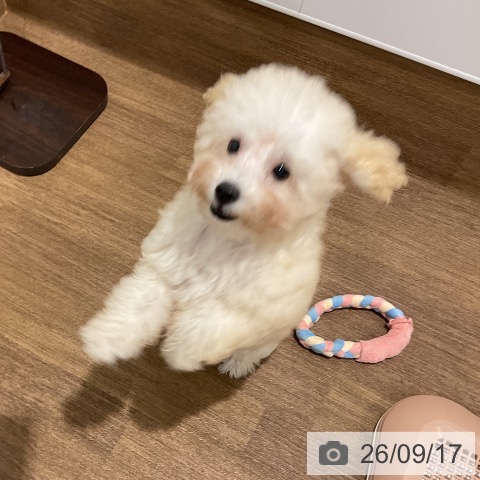 愛知県のトイプードル(トイ) (ペッツワン 東海店/2026年6月1日生まれ/男の子/クリーム)の子犬の4枚目の画像