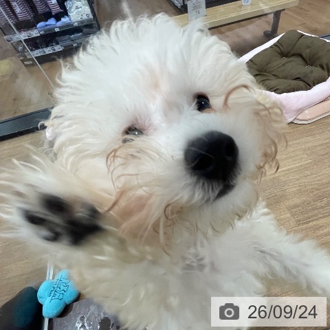 愛知県のトイプードル(トイ) (ペッツワン 東海店/2026年6月1日生まれ/男の子/クリーム)の子犬の3枚目の画像
