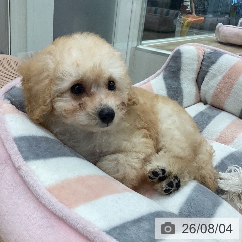岐阜県のトイプードル(トイ) (ペットプラス 各務原店/2026年6月1日生まれ/女の子/クリーム)の子犬の4枚目の画像