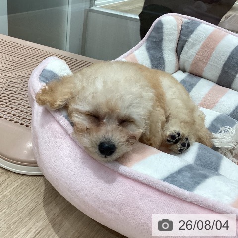 岐阜県のトイプードル(トイ) (ペットプラス 各務原店/2026年6月1日生まれ/女の子/クリーム)の子犬の3枚目の画像