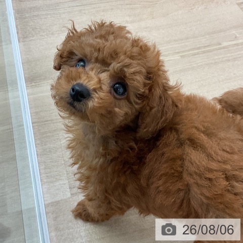 愛知県のトイプードル(トイ) (ペットプラス 熱田店/2026年6月3日生まれ/男の子/レッド)の子犬の3枚目の画像