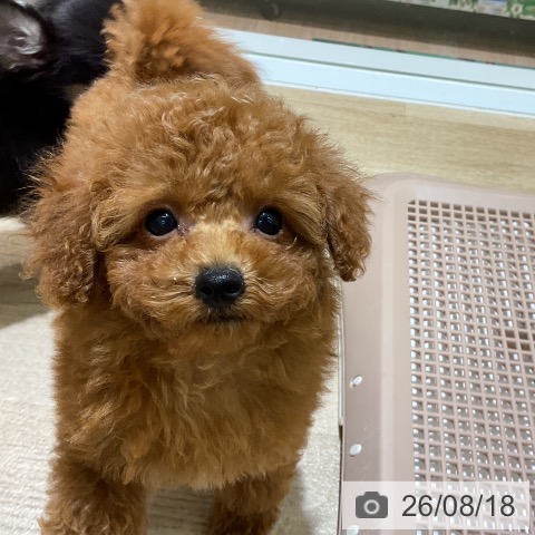 愛知県のトイプードル(トイ) (ペットプラス イオンモール豊川店/2026年6月3日生まれ/女の子/レッド)の子犬の3枚目の画像