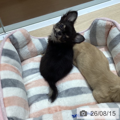 チワワの写真