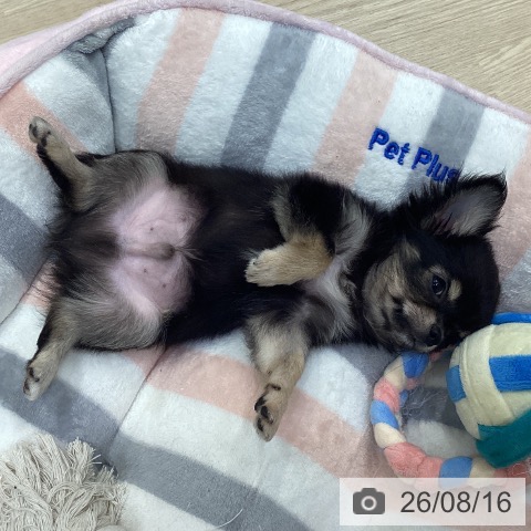 チワワの写真