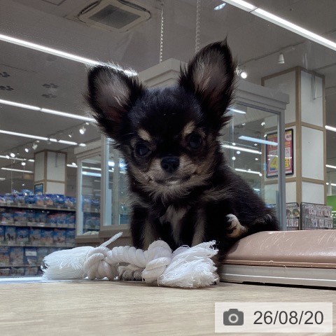 チワワの写真