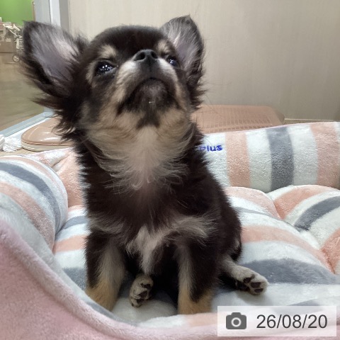 チワワの写真