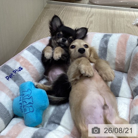 チワワの写真