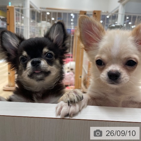 チワワの写真