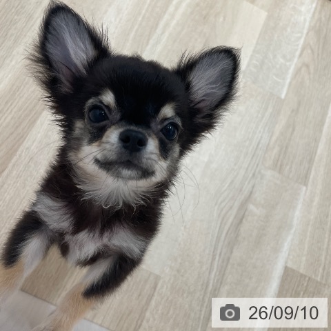 チワワの写真