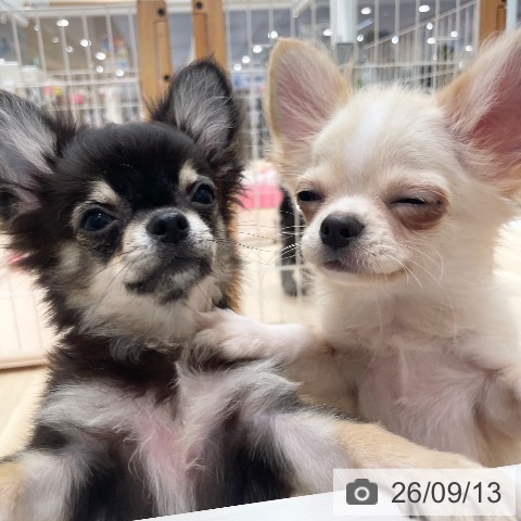 チワワの写真