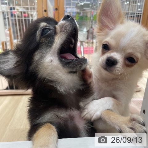 チワワの写真