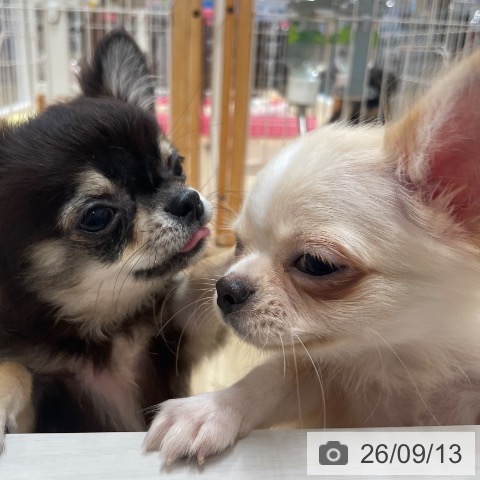 チワワの写真