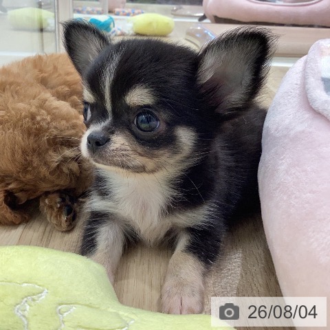 岐阜県のチワワ(ロング) (ペットプラス 各務原店/2026年6月1日生まれ/男の子/ブラッククリームホワイト)の子犬の4枚目の画像