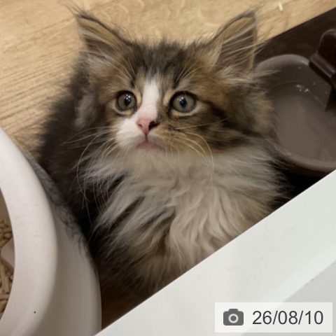 愛知県のノルウェージャンフォレストキャット (ペットプラス みなと店/2026年6月2日生まれ/男の子/ブラウンタビーホワイト)の子猫の4枚目の画像